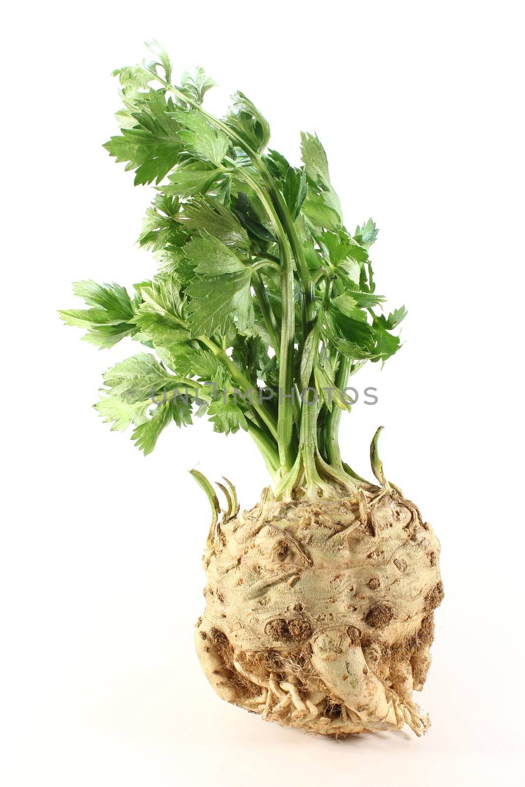 whole celery with green leaves on white background