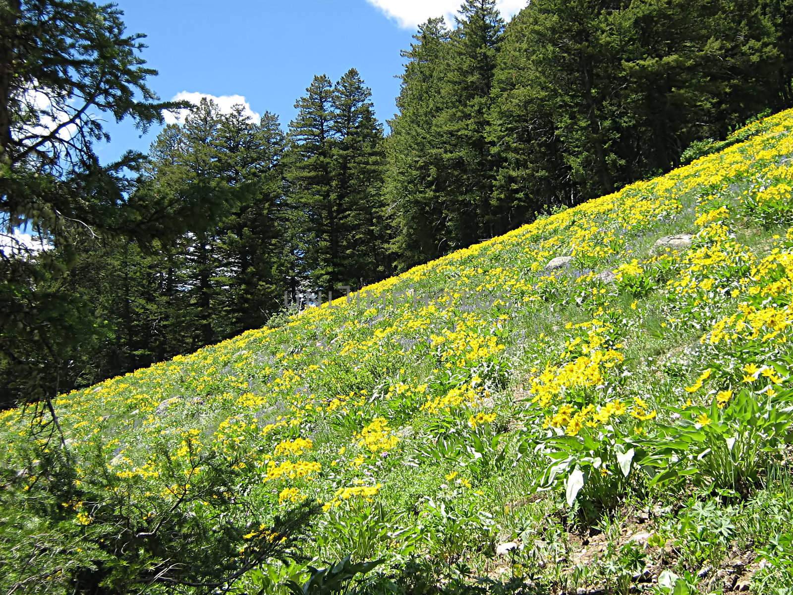 A photograph of flowers in the mountains.