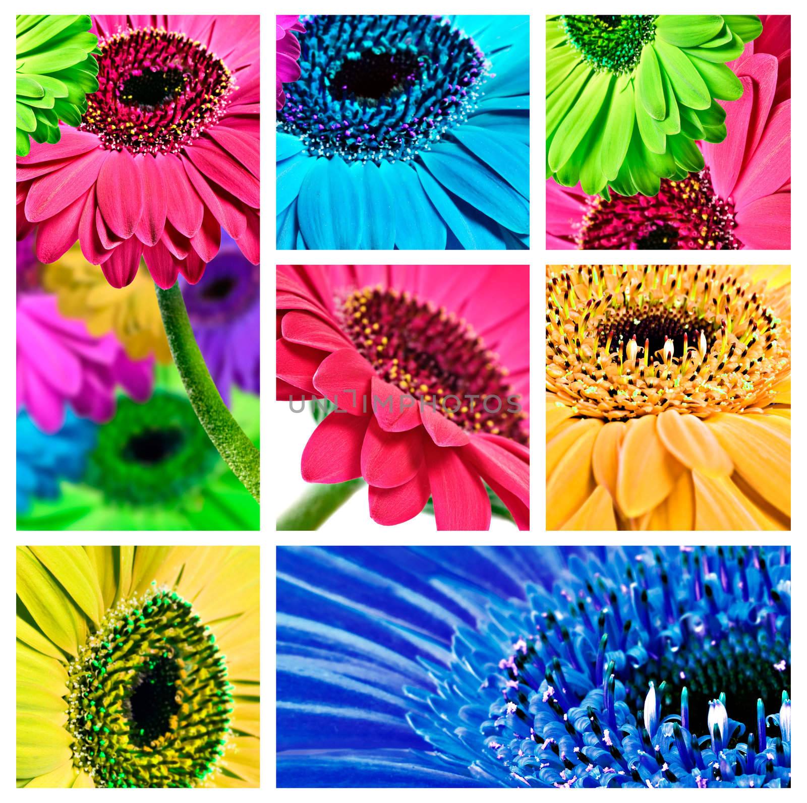Collage of gerbera daisy close up's in different colors