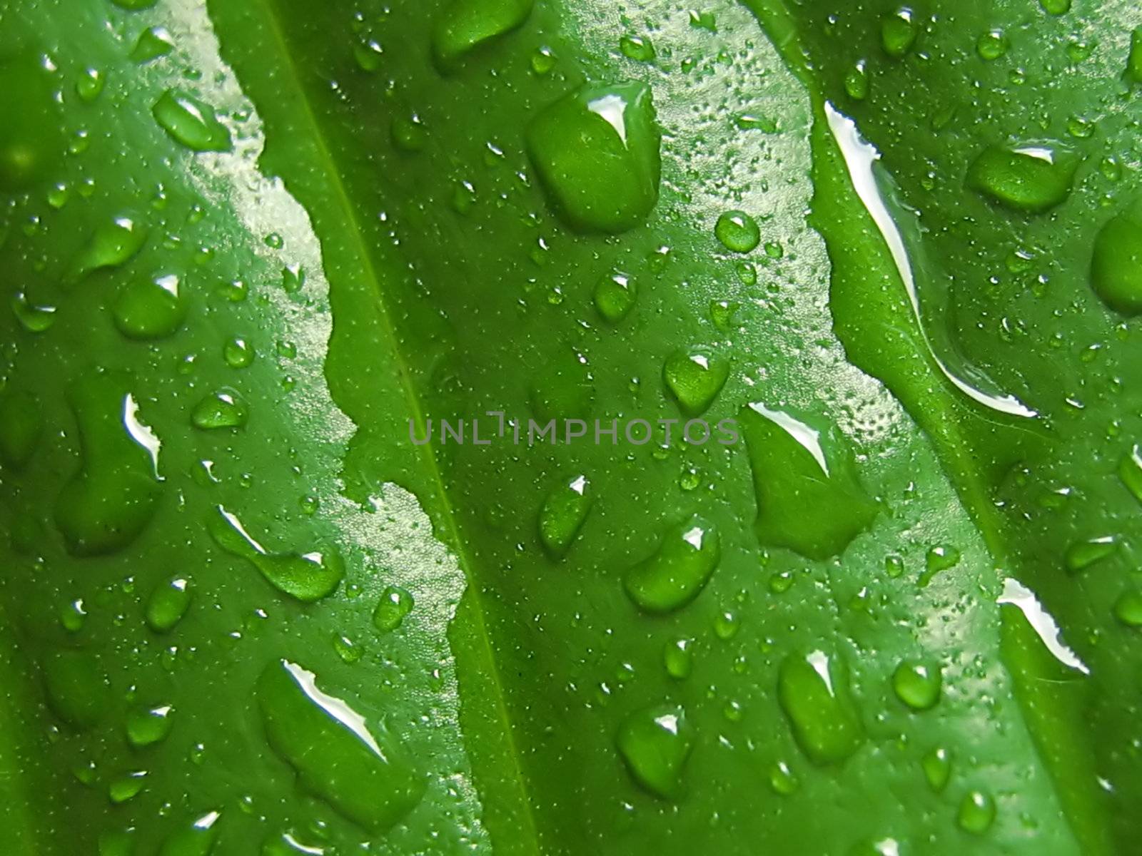 A photograph of leaves detailing their texture.