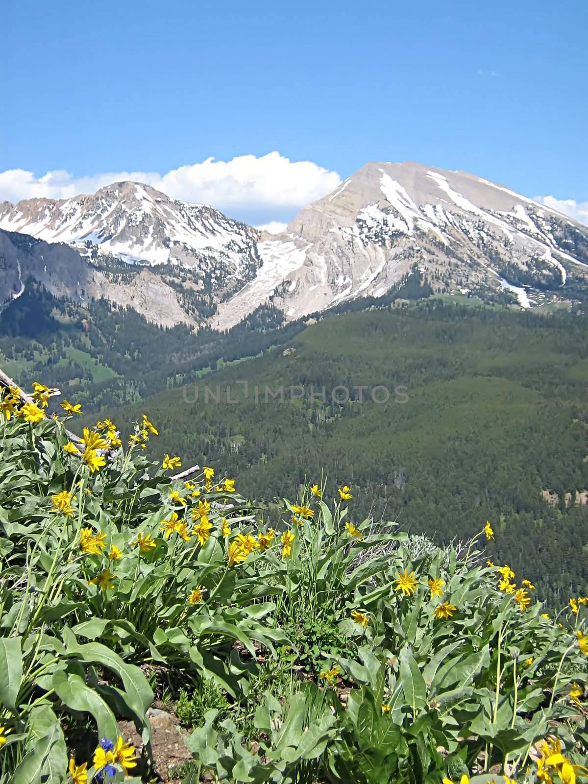 A photograph of flowers in the mountains.