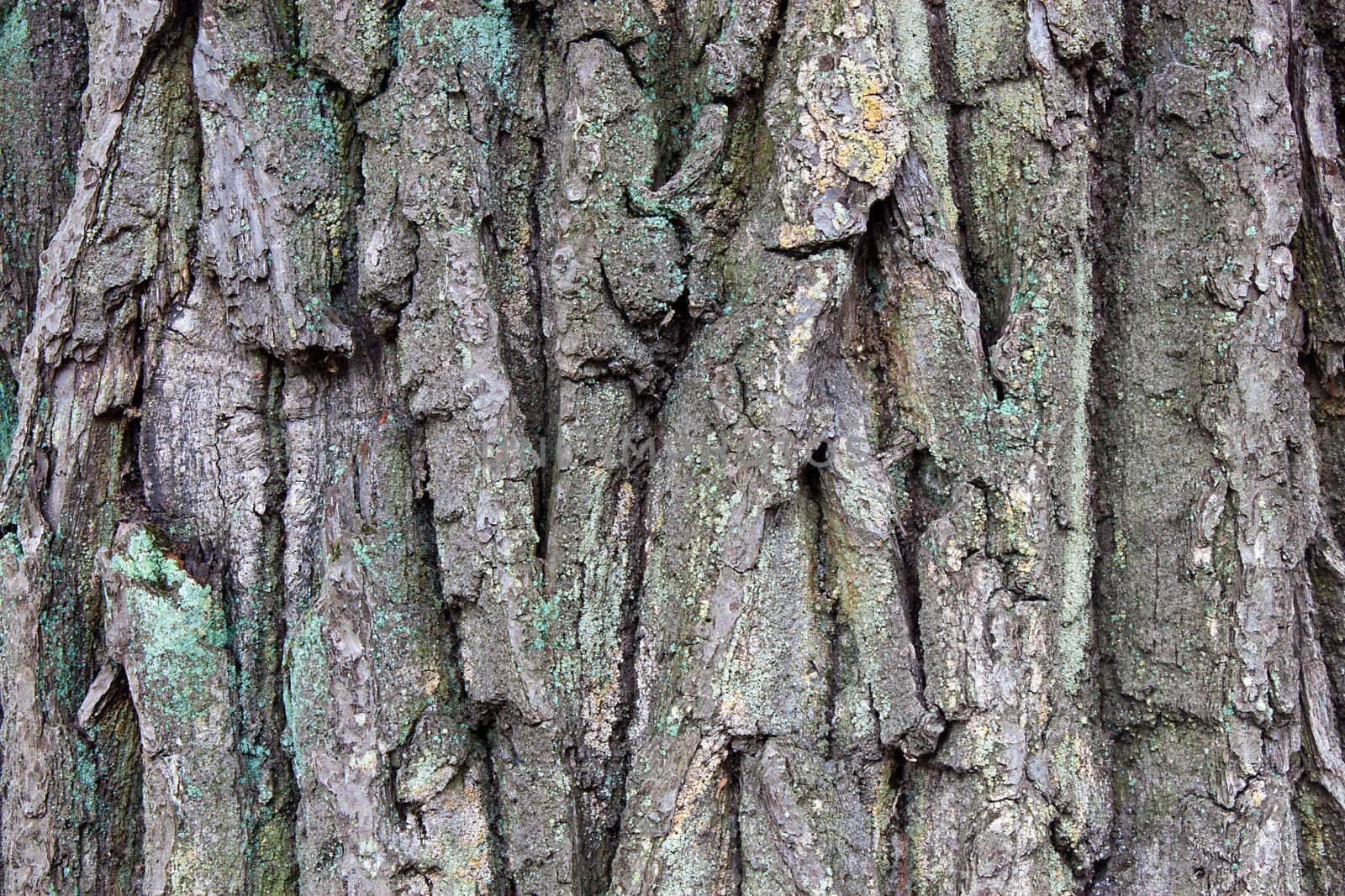 we see old wood texture with moss