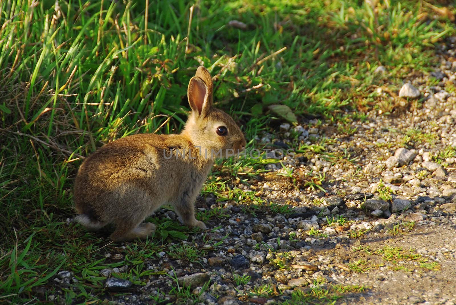 Little hare in the grass