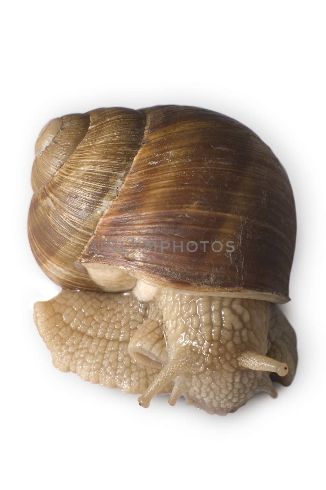 photo of a snail isolated on white background
