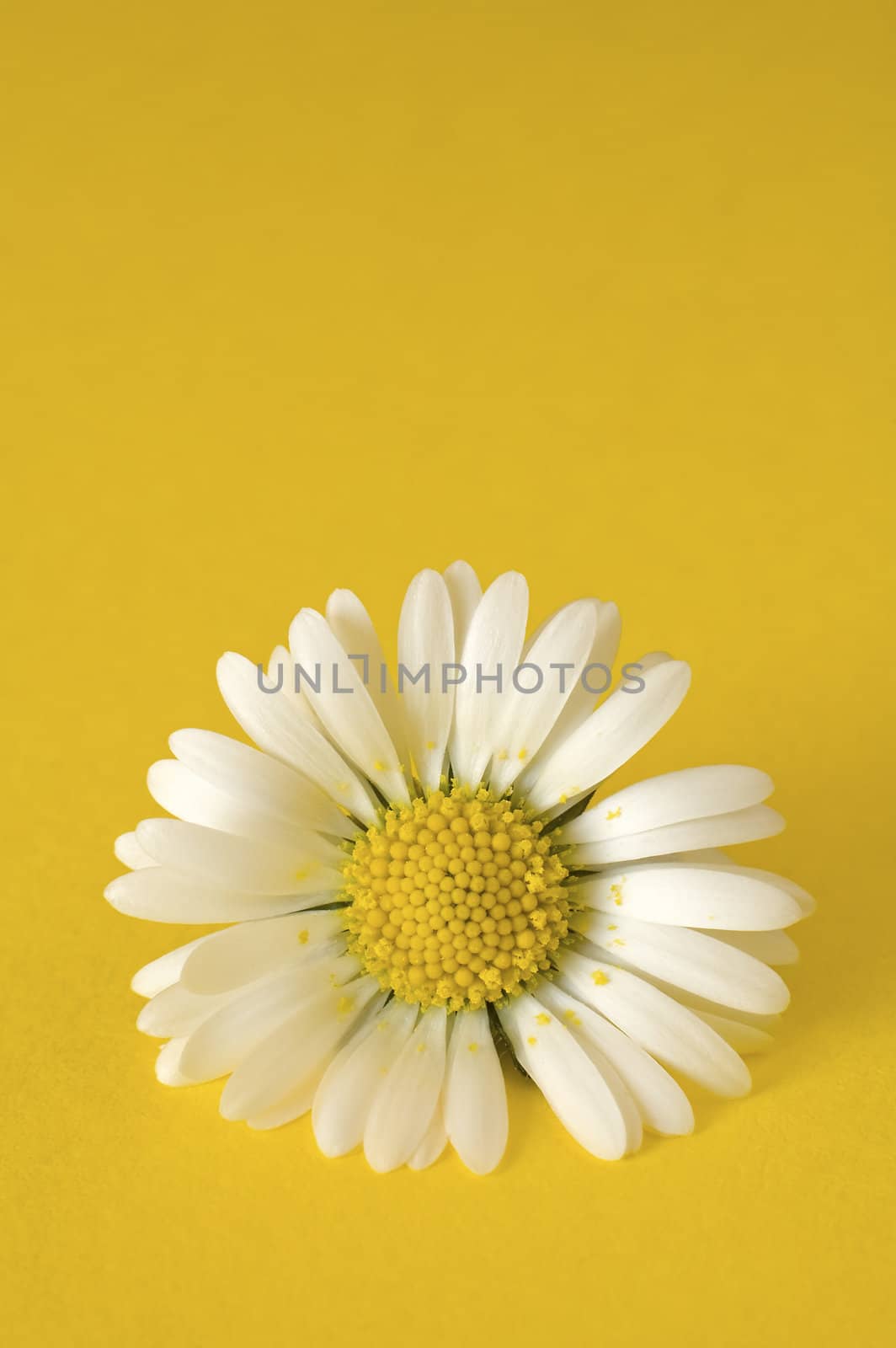Daisy flower on clear yellow background