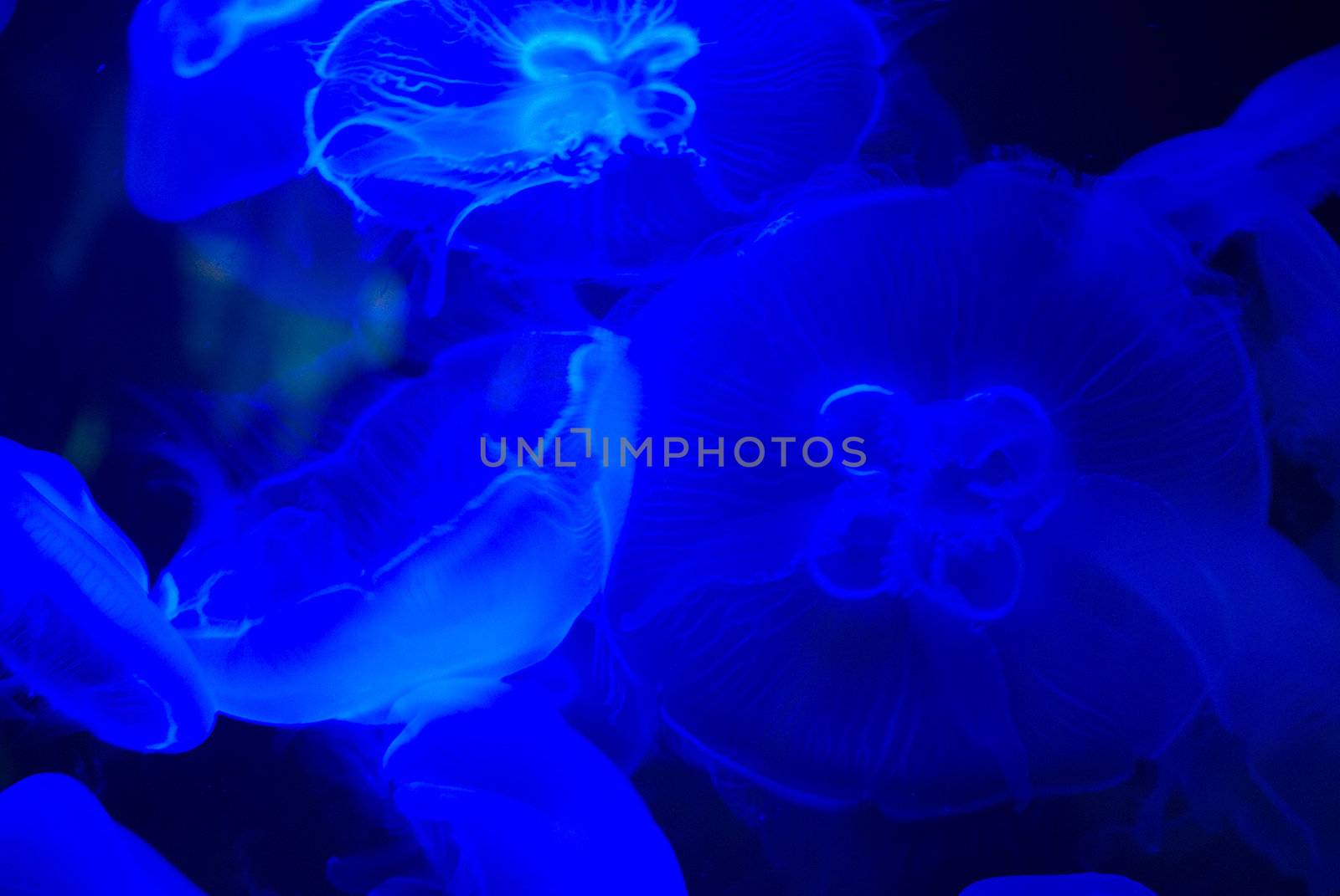 many beautiful blue moon jellyfish in aquarium