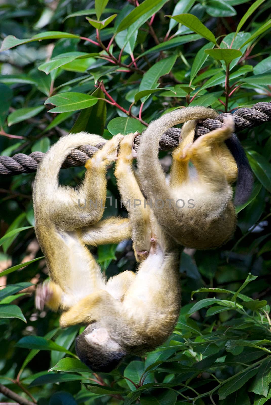 little cute monkeys playing on a tree in zoo