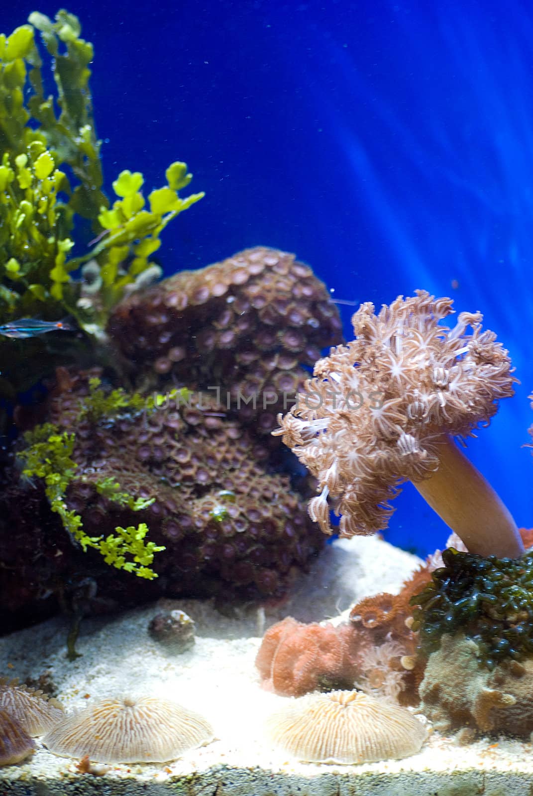 aquarium with colorful tropical fish and corals