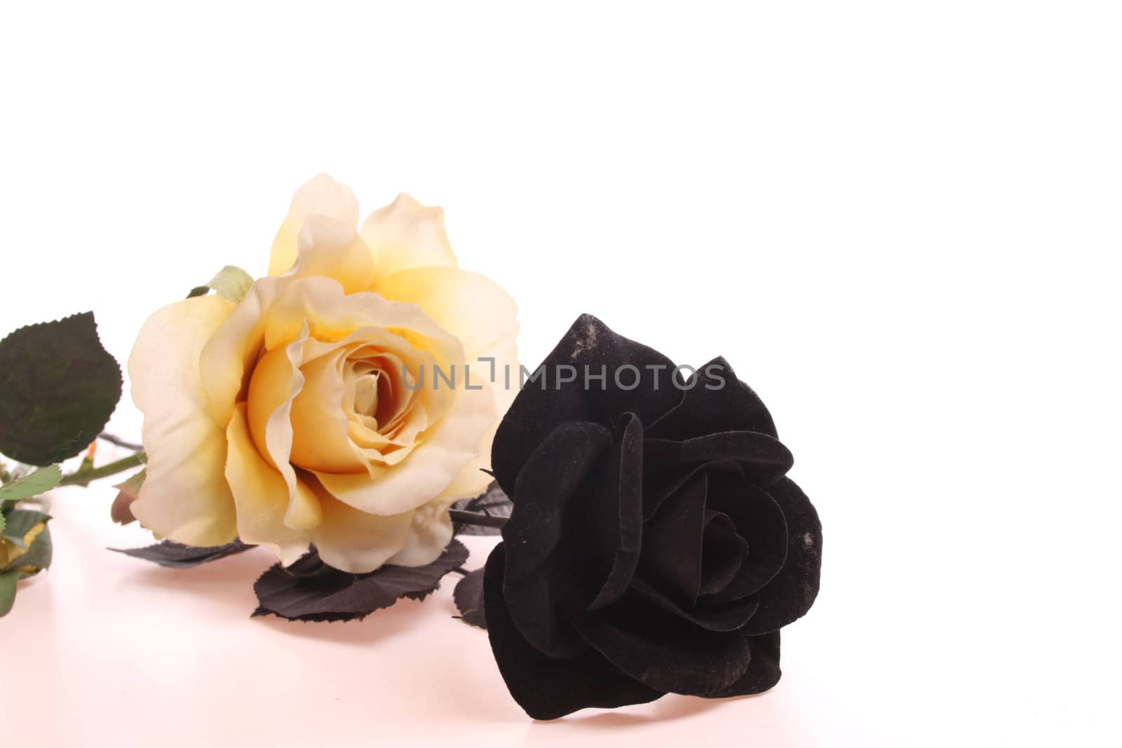 Black rose and yellow rose over white isolated against a white background with copy space