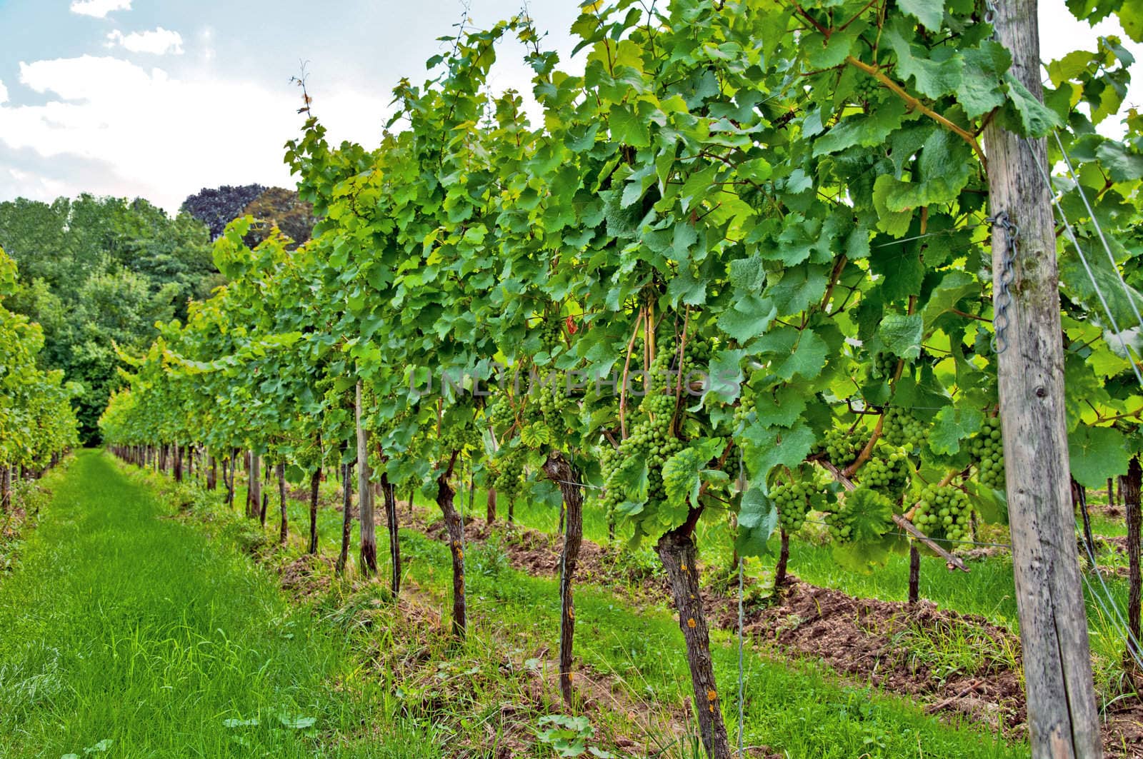 Vineyard in the heart of the small town in Germany