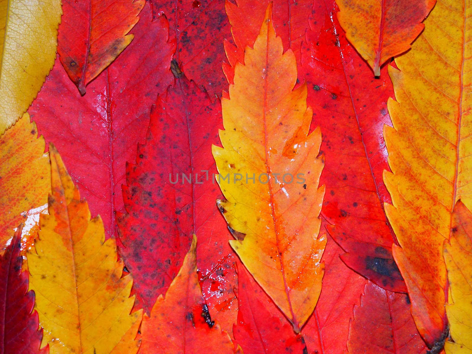 Background of brightly colored leaves from Wisconsin.