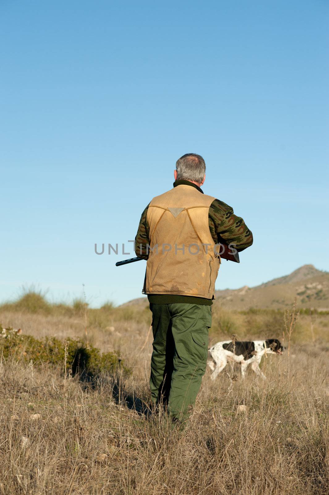 Hunter and pointer dog watching out for the prey