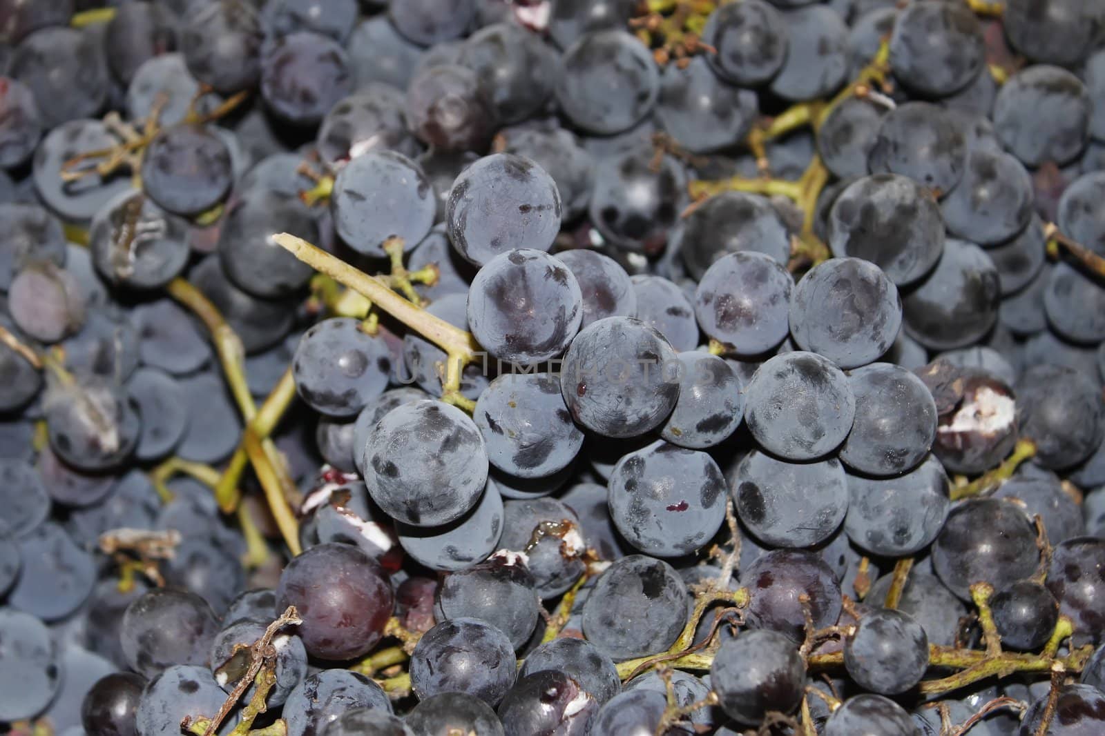 Grape berries of wine varieties produced for the manufacture of wine