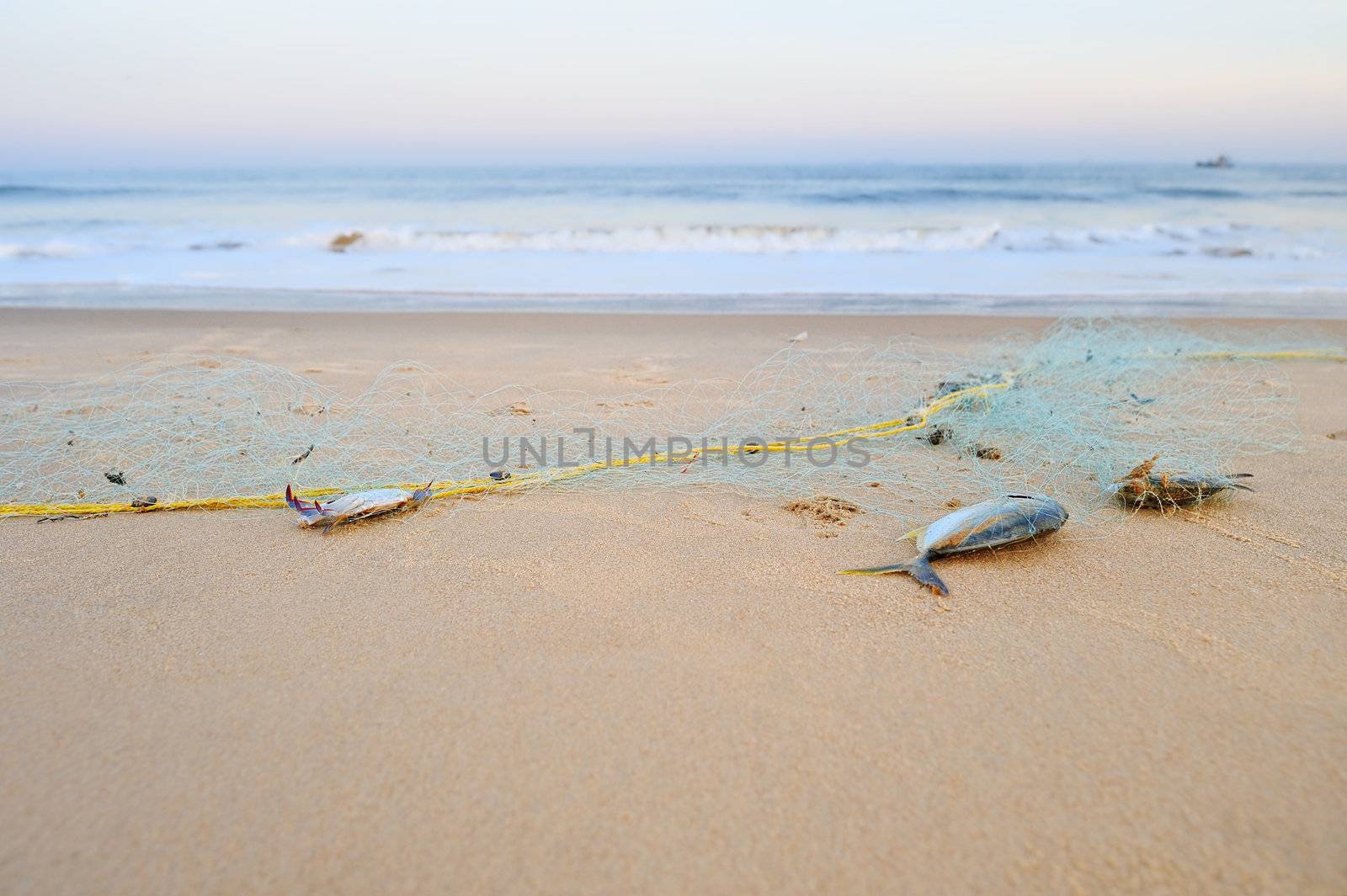 Dead fish in the fishing net, on the beach