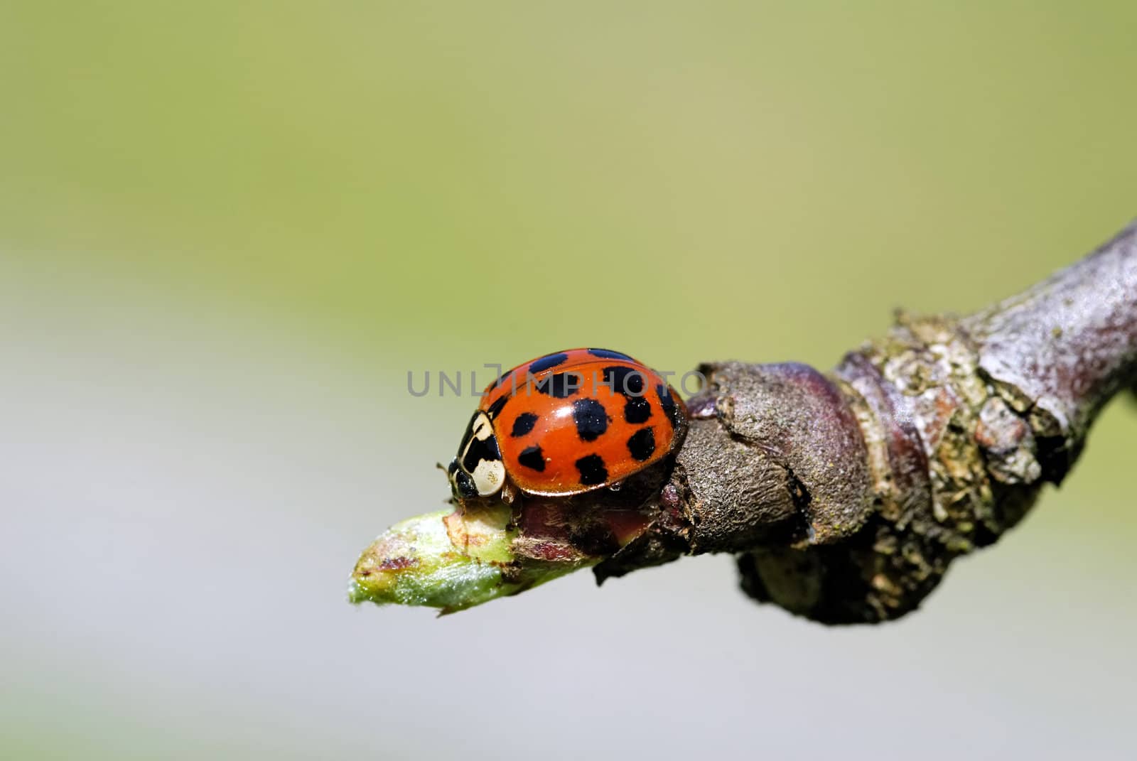 a ladybug