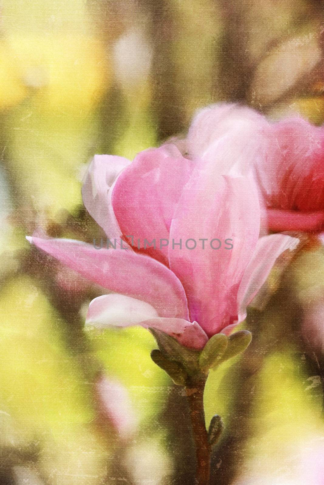 Magnolia Blossoms Painting by StephanieFrey