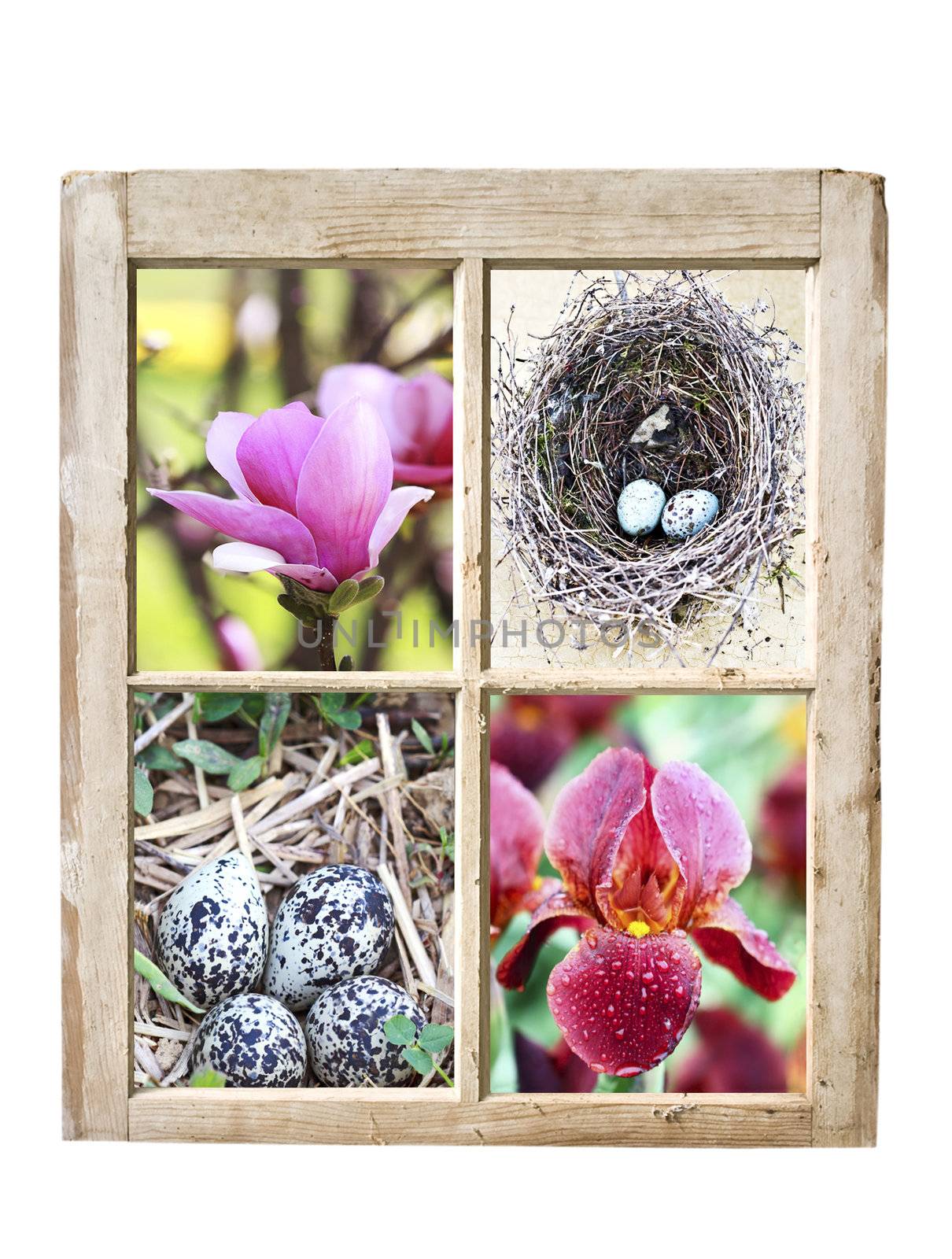 Images of spring in an old antique wooden window frame.