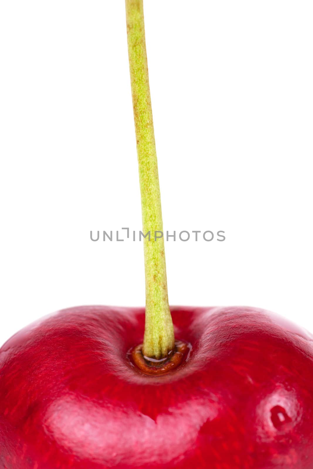 Macro view of cutting of cherry isolated over white background