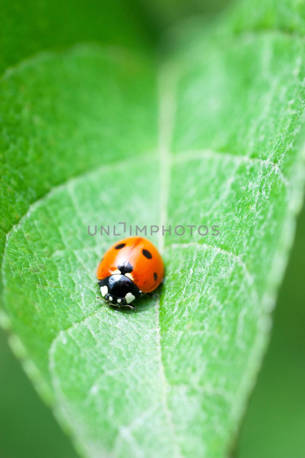 Macro view of ladybug sitting on a green leaf