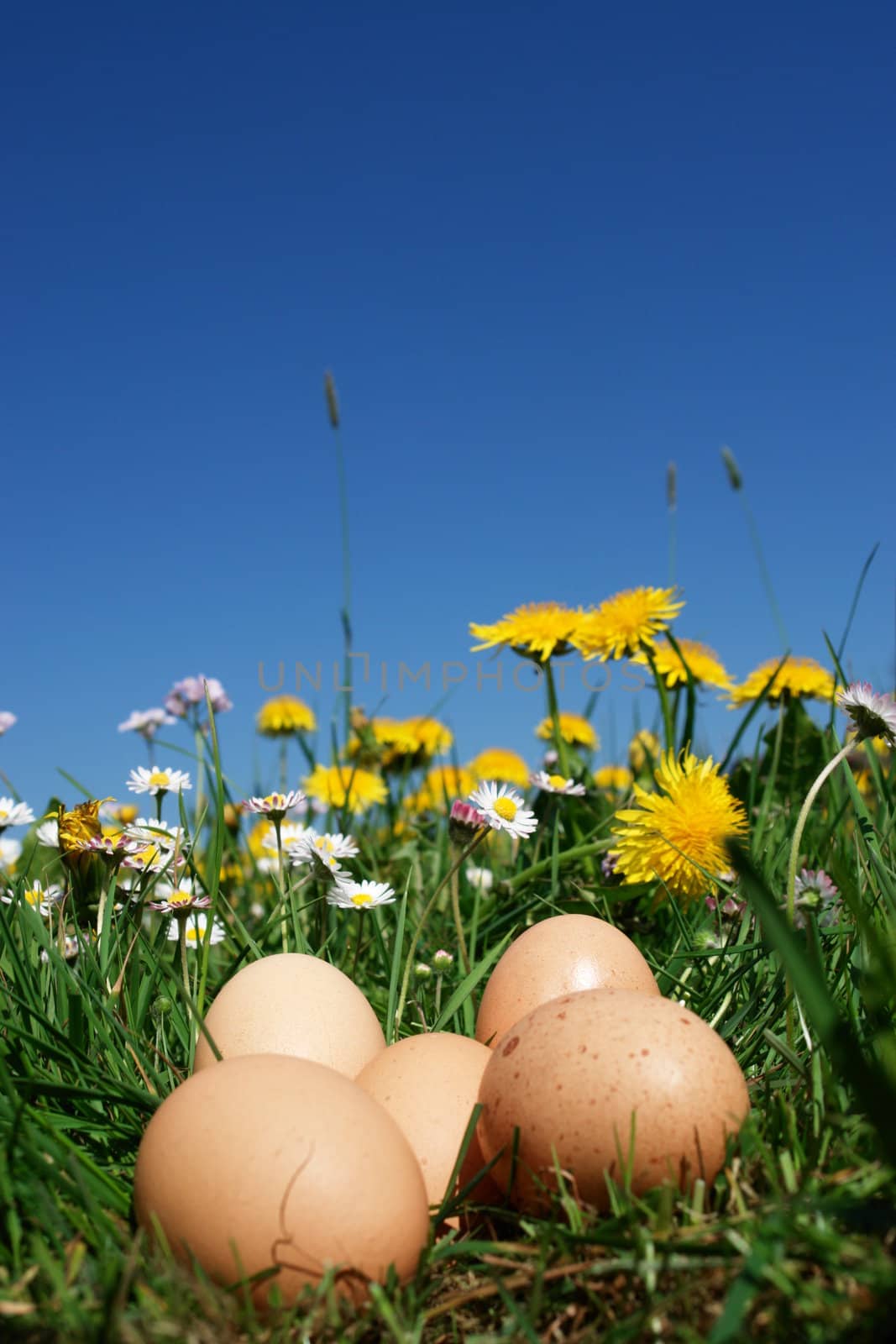 organic eggs in the meadow on a sunny day