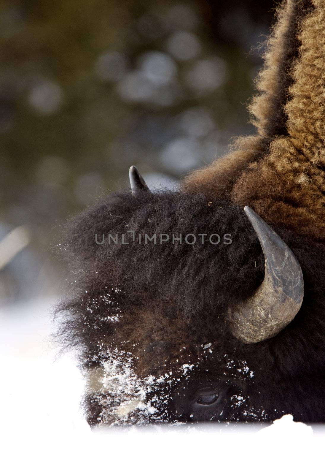 Bison Buffalo Wyoming Yellowstone