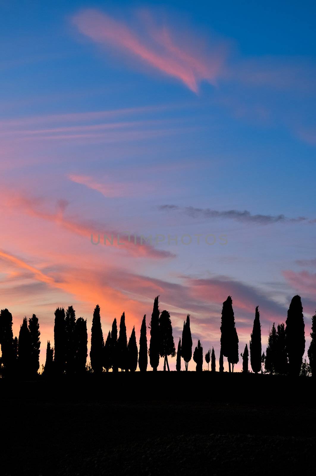 Tuscan cypress trees silhouette at sunset by martinm303