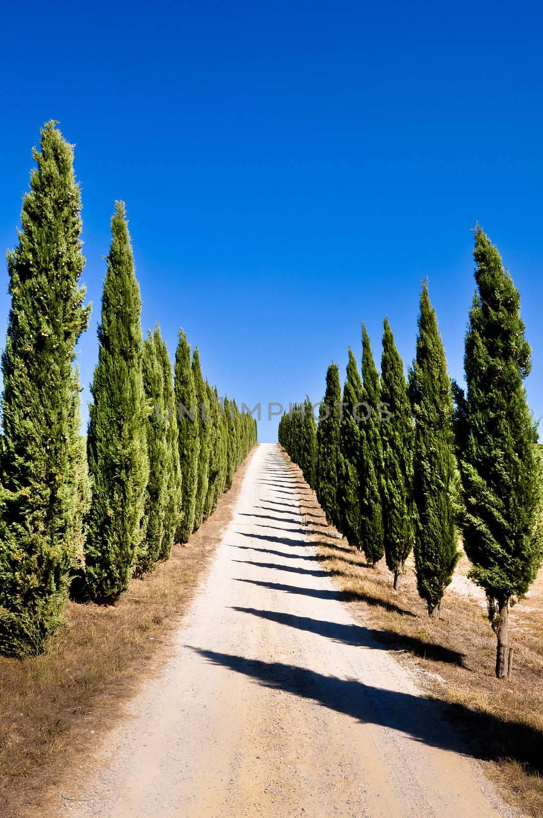 Empty Tuscan cypress road by martinm303