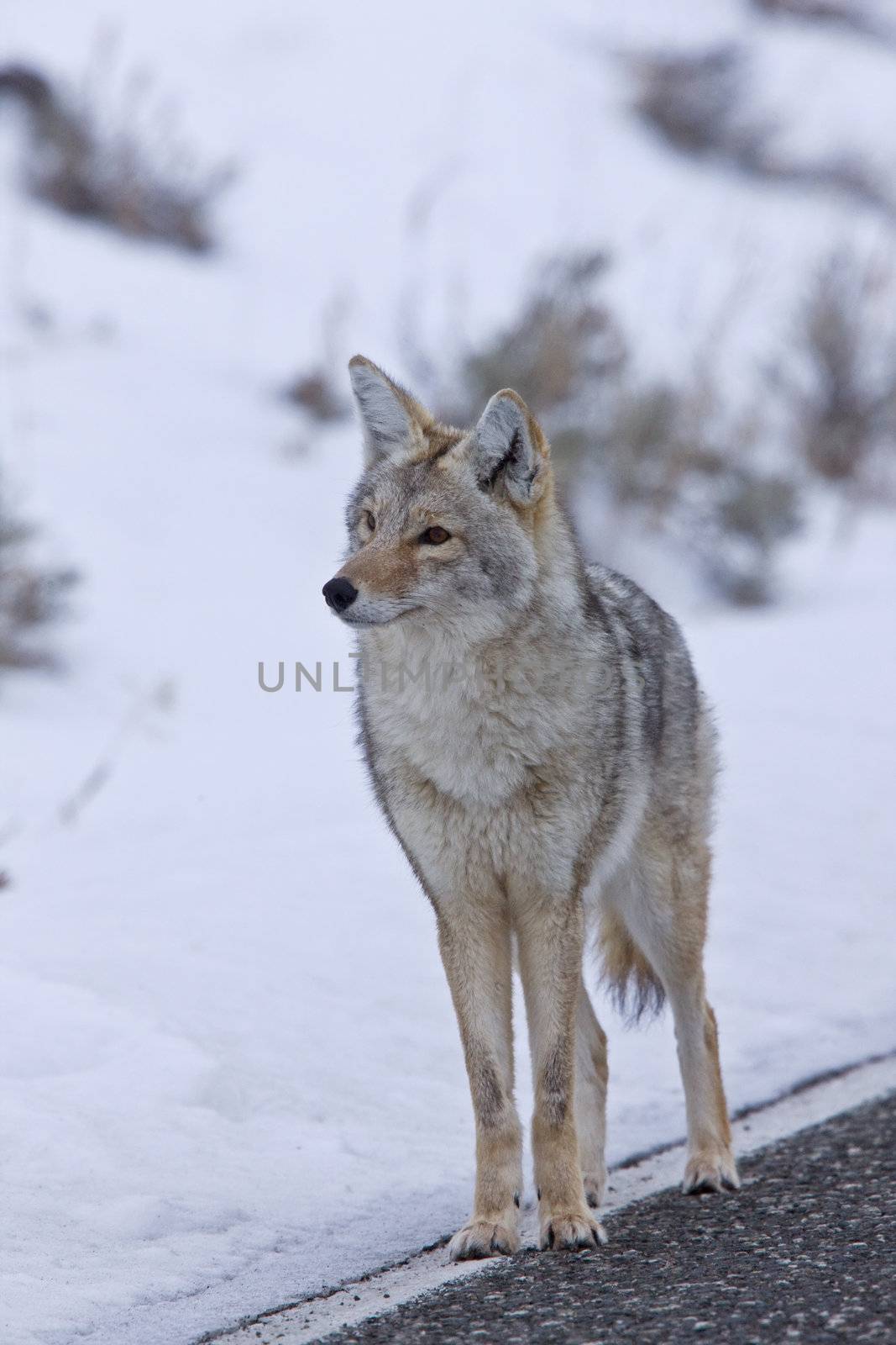 Yellowstone Park Wyoming Winter Snow coyote by pictureguy