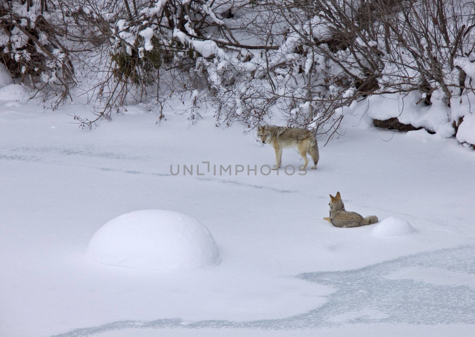 Yellowstone Park Wyoming Winter Snow coyote by pictureguy
