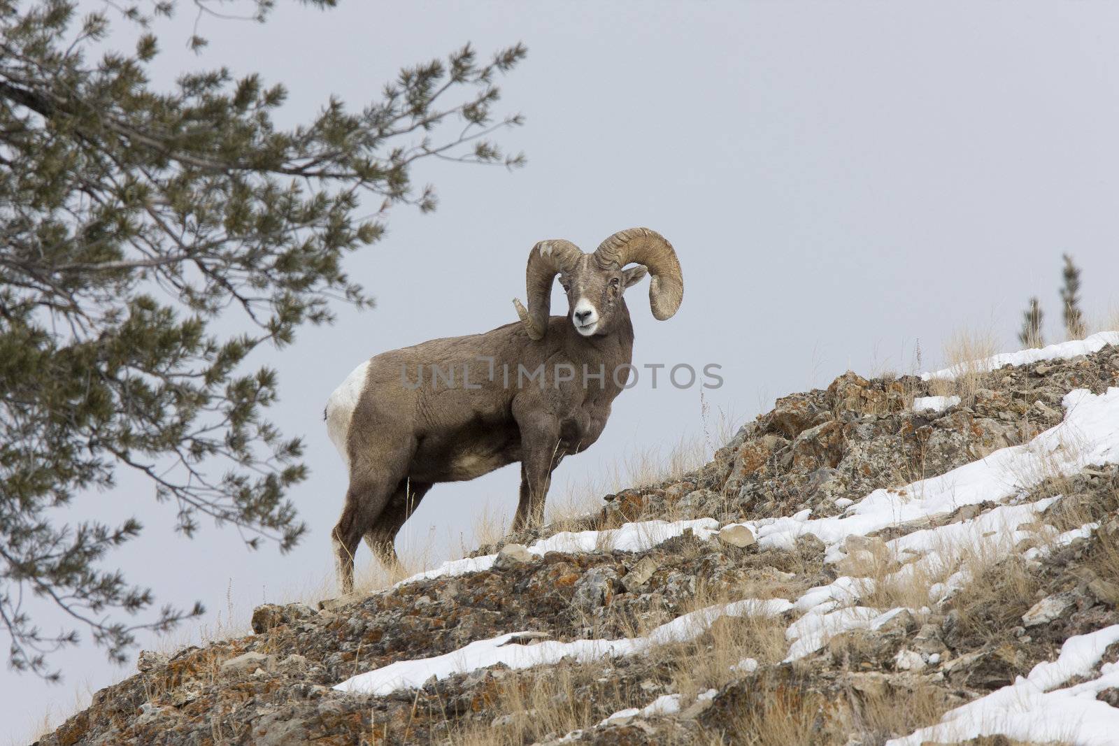Yellowstone Park Wyoming Winter Snow Big Horn Sheep by pictureguy