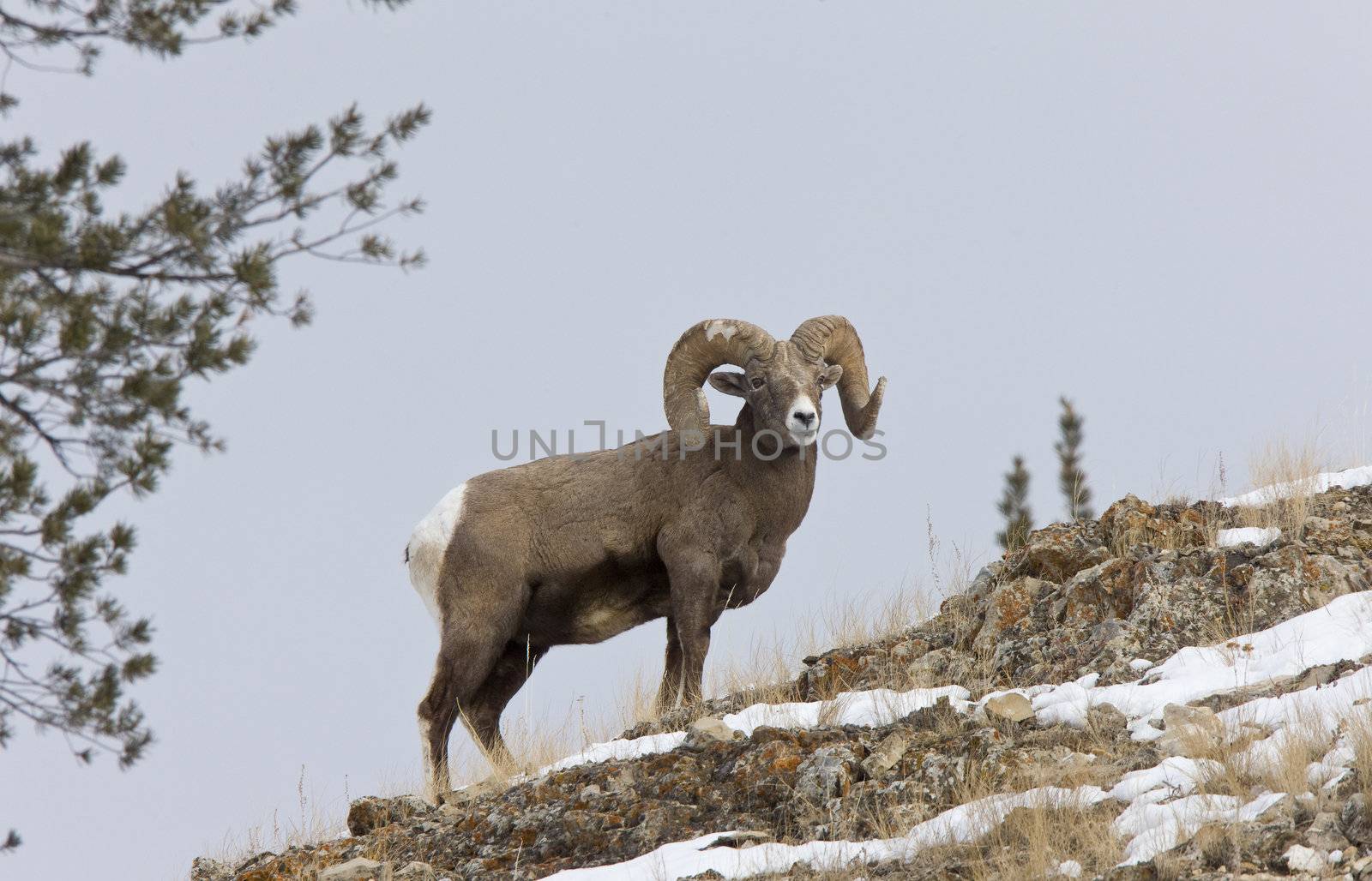 Yellowstone Park Wyoming Winter Snow Big Horn Sheep