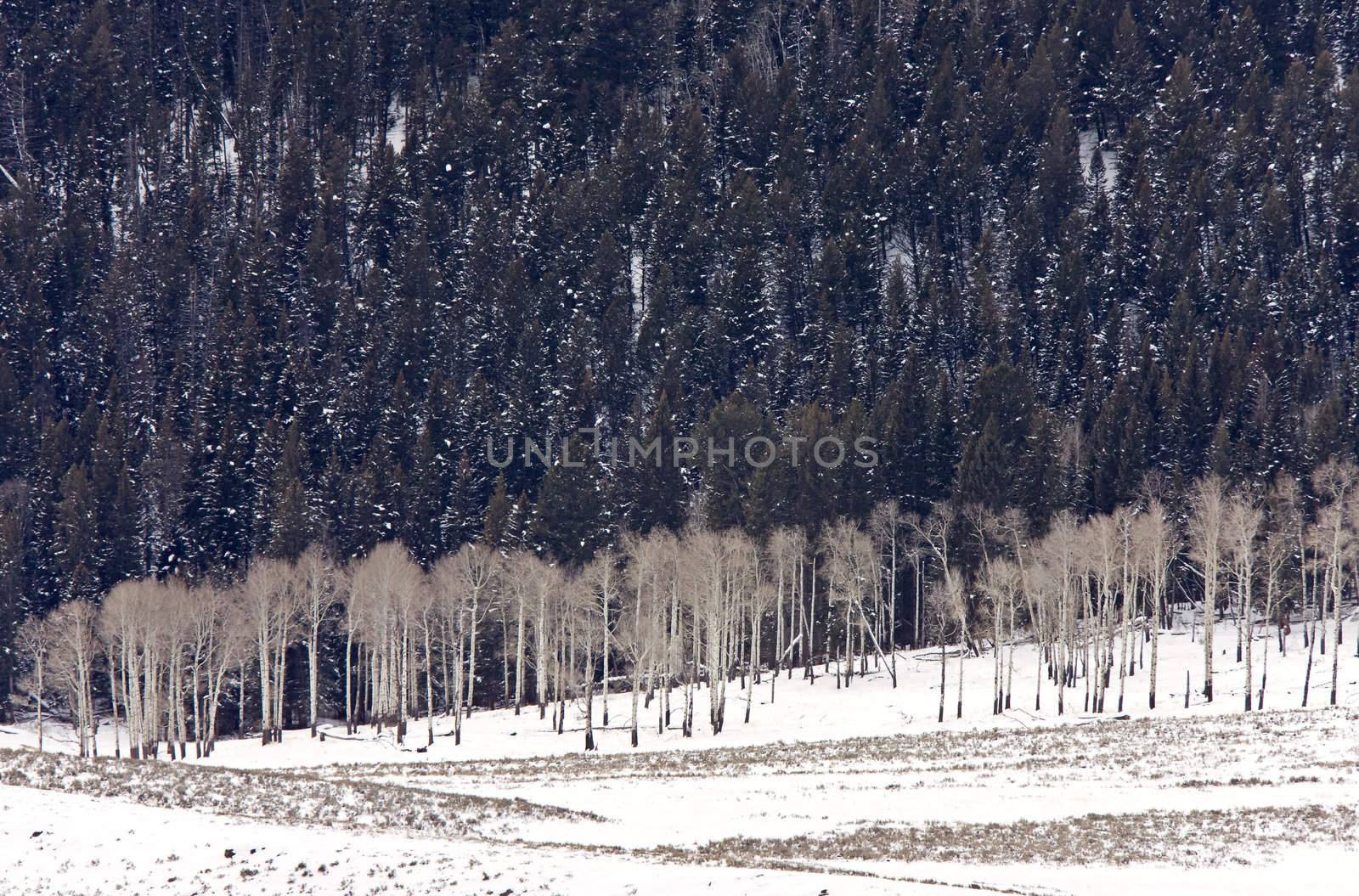 Yellowstone Park Wyoming Winter Snow