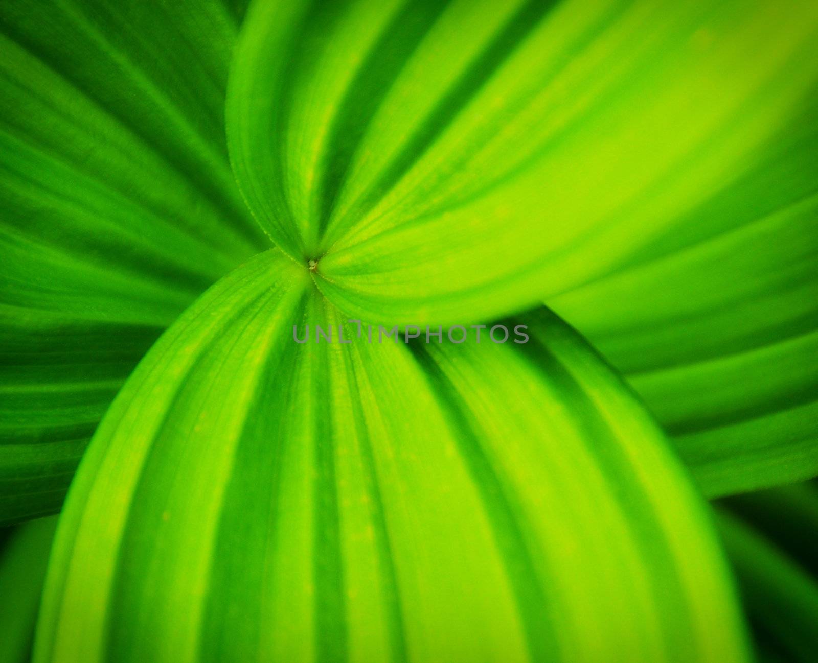 Green big leaves with leading lines by martinm303
