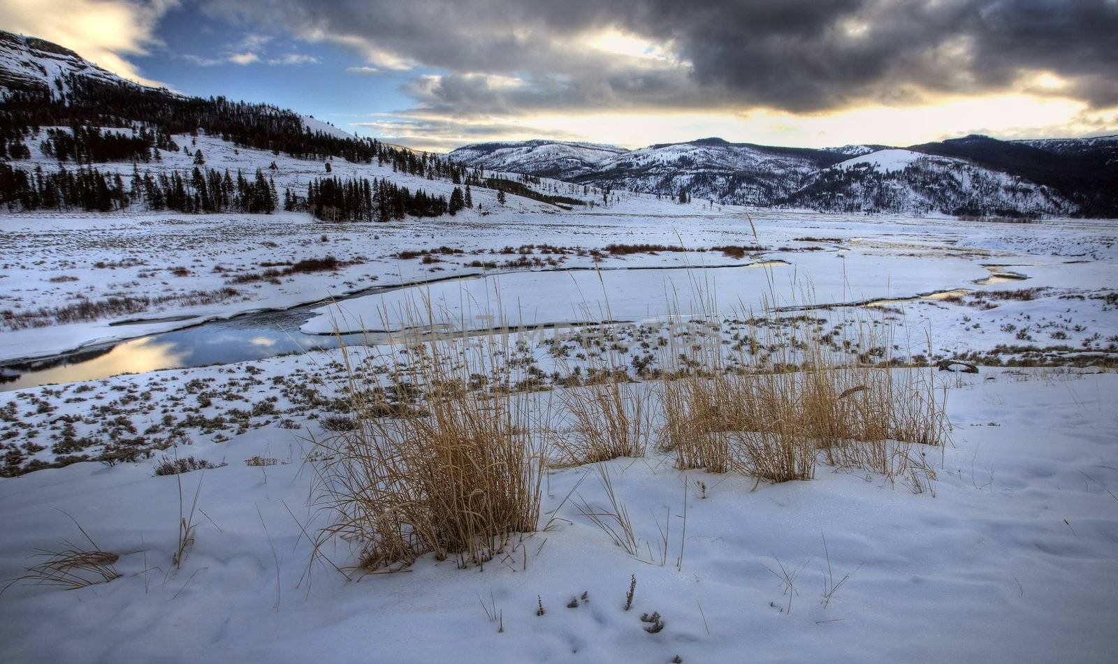 Yellowstone Park Wyoming Winter Snow by pictureguy