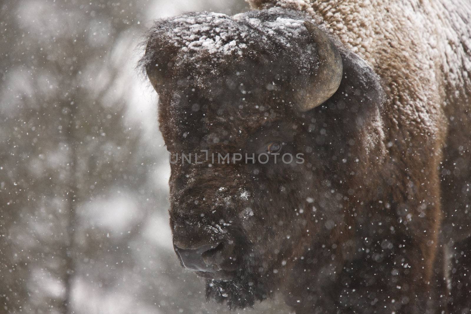 Bison Buffalo Wyoming Yellowstone by pictureguy
