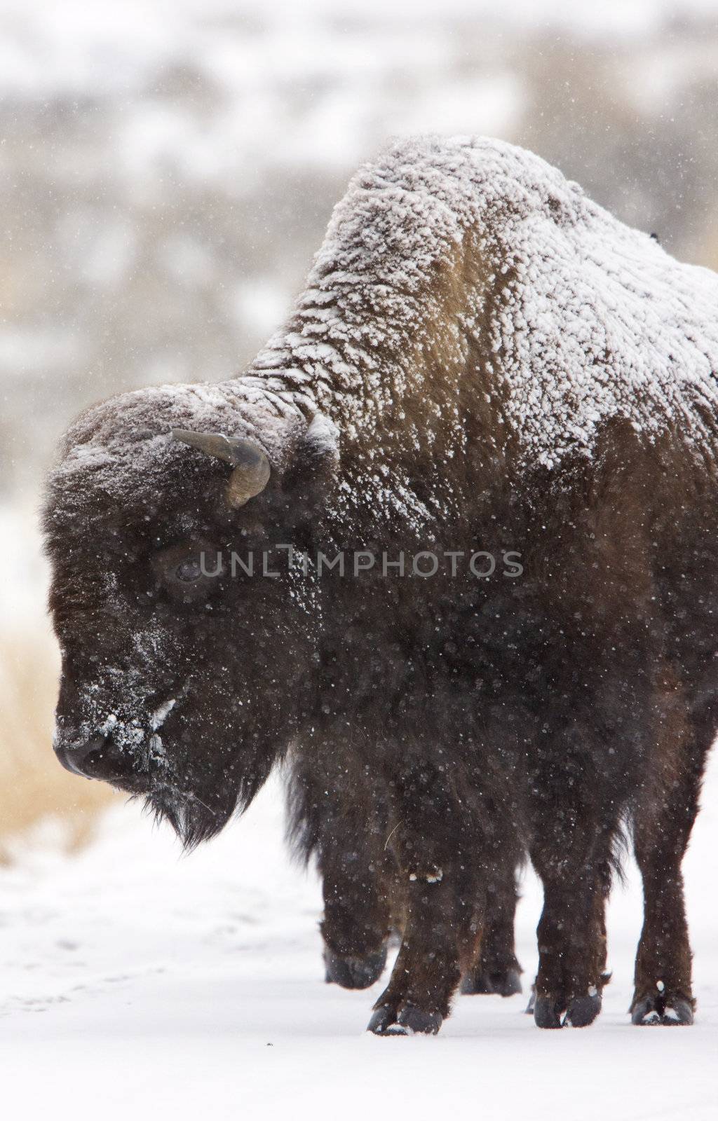 Bison Buffalo Wyoming Yellowstone by pictureguy