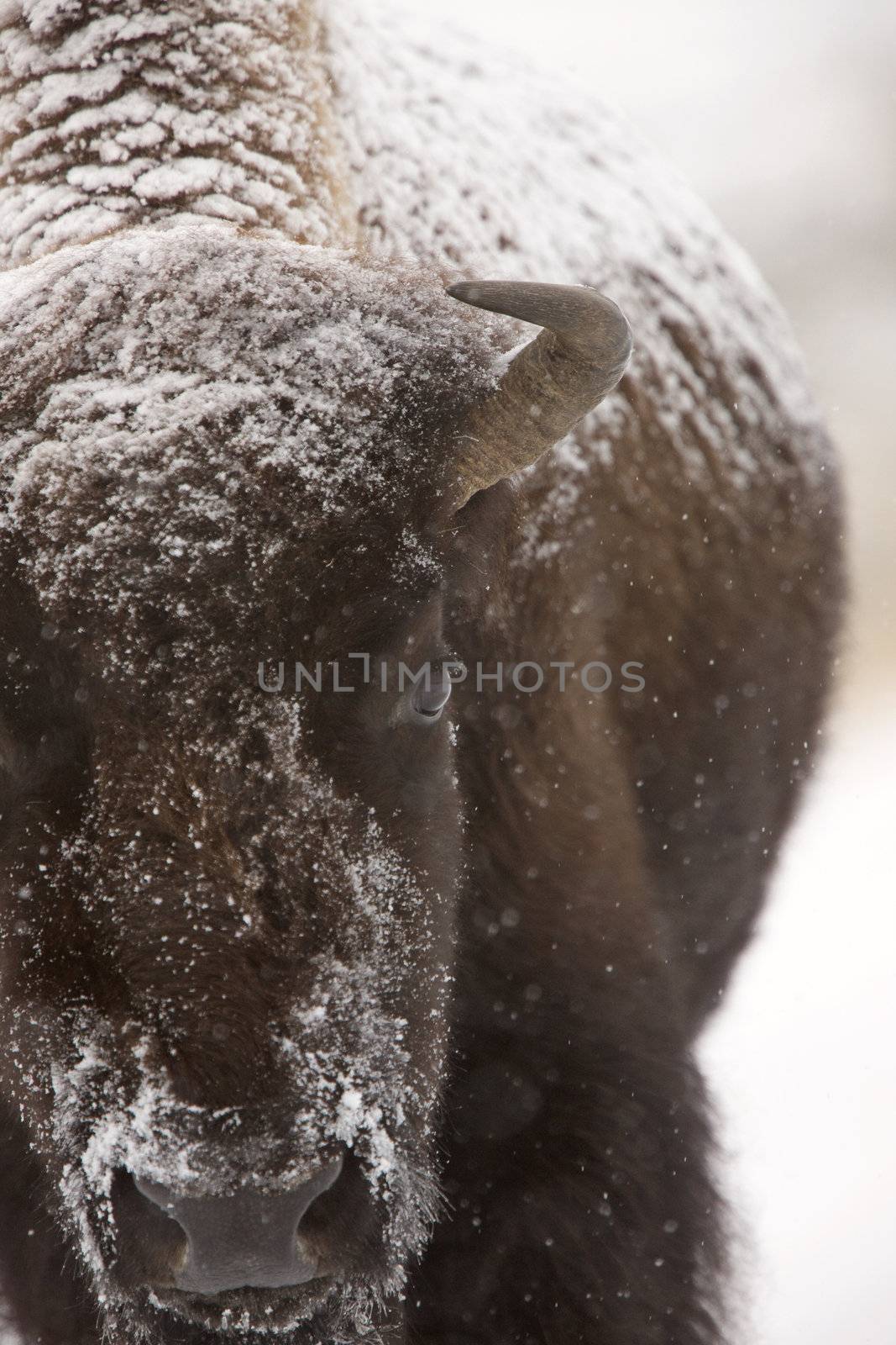 Bison Buffalo Wyoming Yellowstone by pictureguy