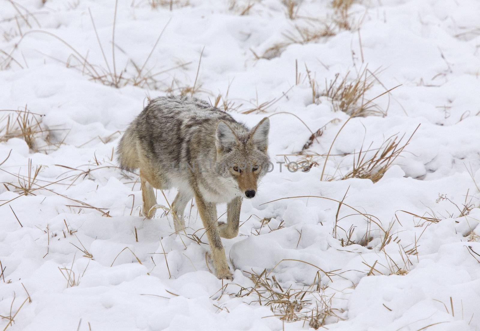 Yellowstone Park Wyoming Winter Snow coyote