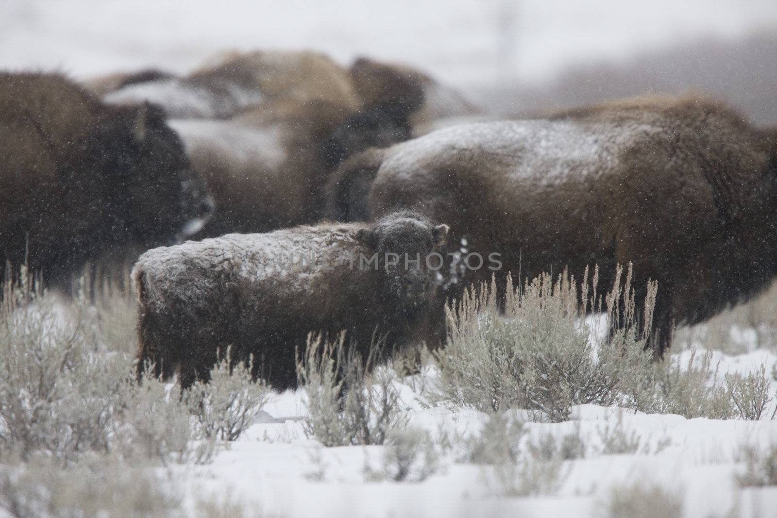 Bison Buffalo Wyoming Yellowstone by pictureguy