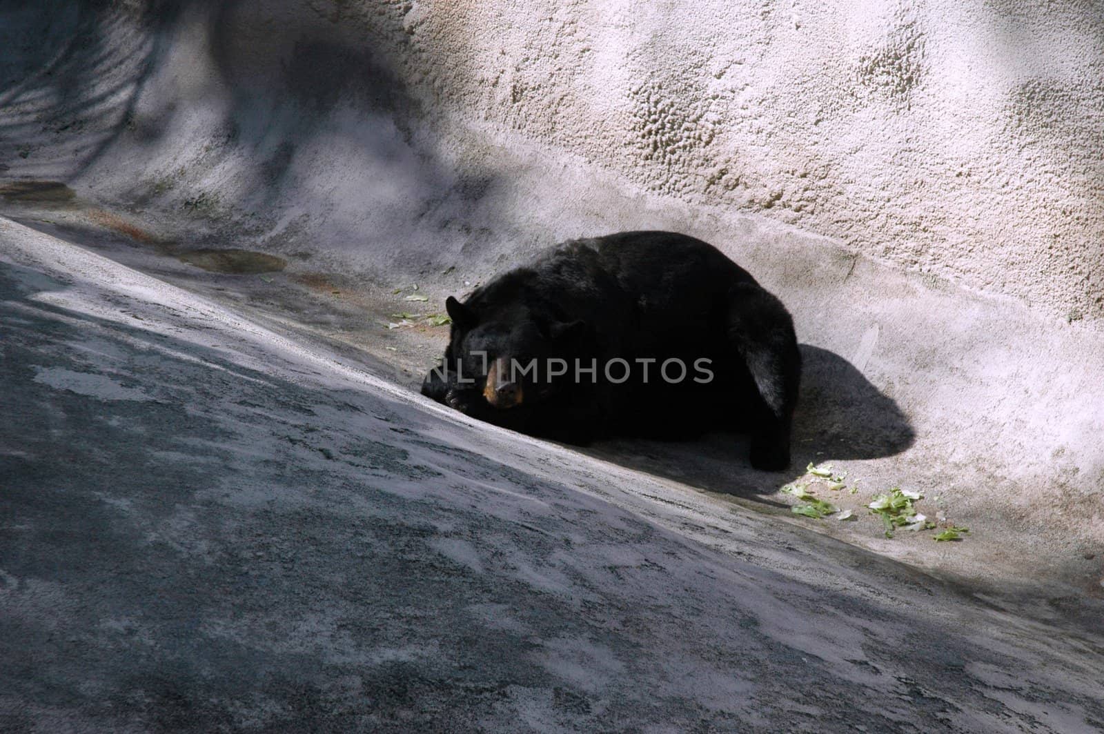 Animal - Black Bear Sleeping by RefocusPhoto