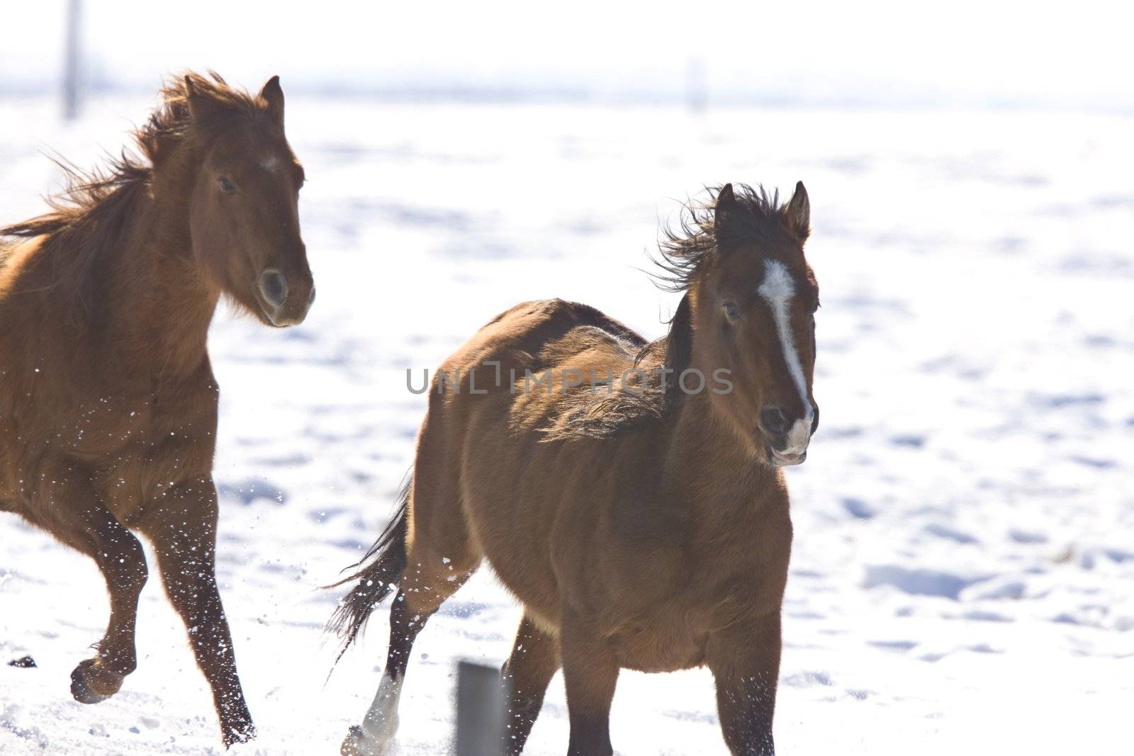 Horses running in Winter Canada by pictureguy