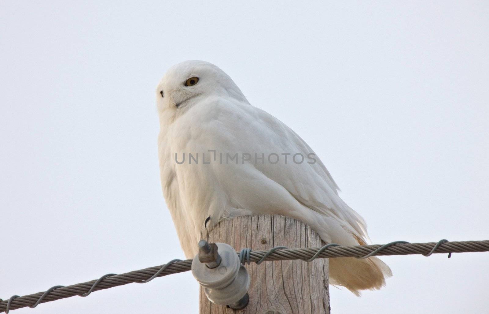 Snowy Owl Saskatchewan Canada