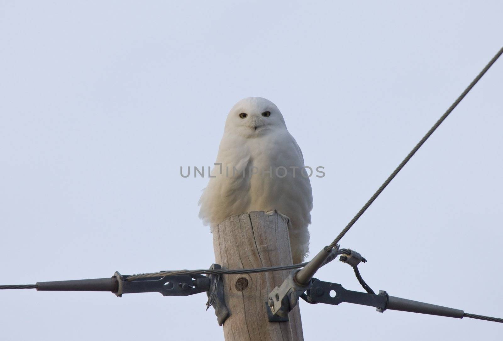 Snowy Owl Saskatchewan Canada by pictureguy