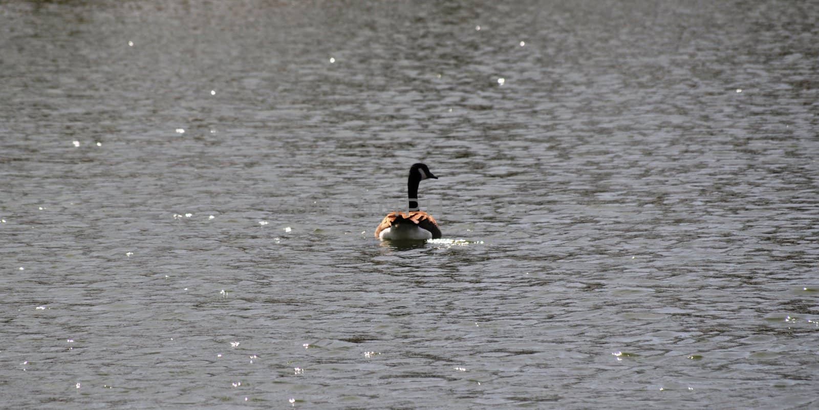 Duck swims away by RefocusPhoto
