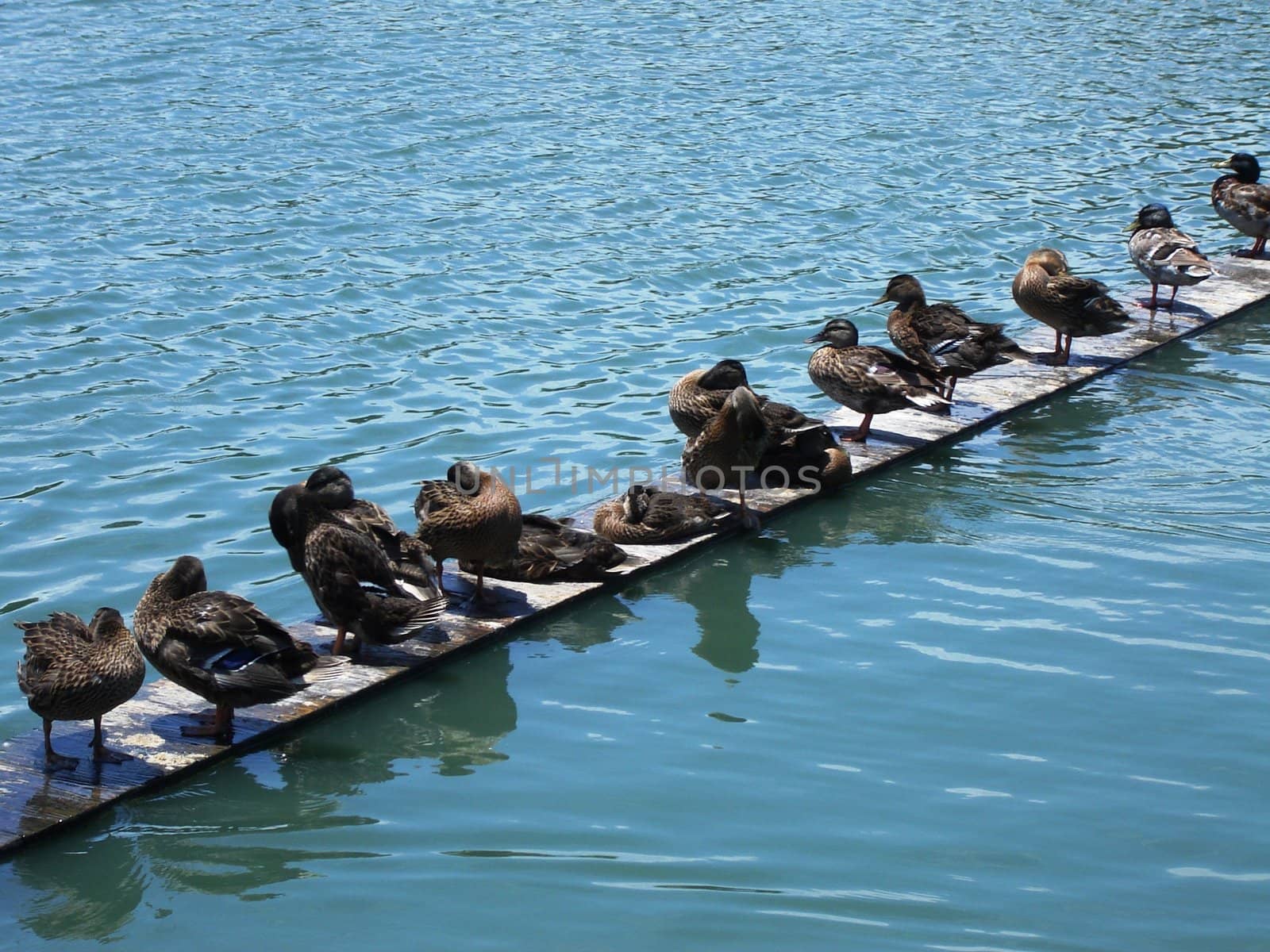 Ducks on a board by RefocusPhoto