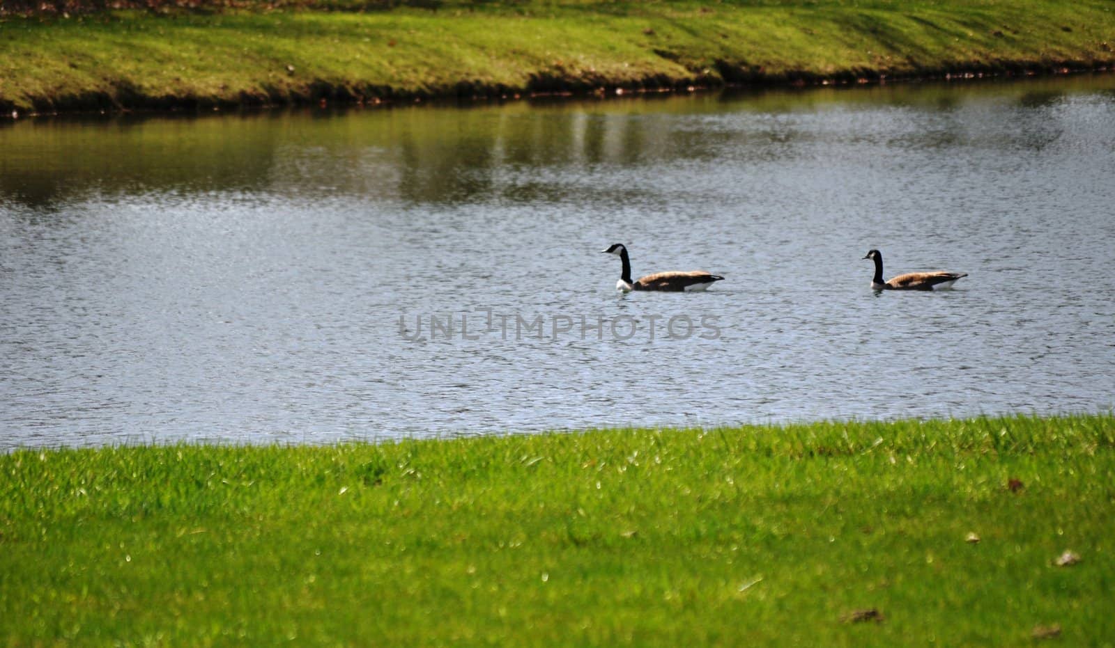 Ducks swimming on the right