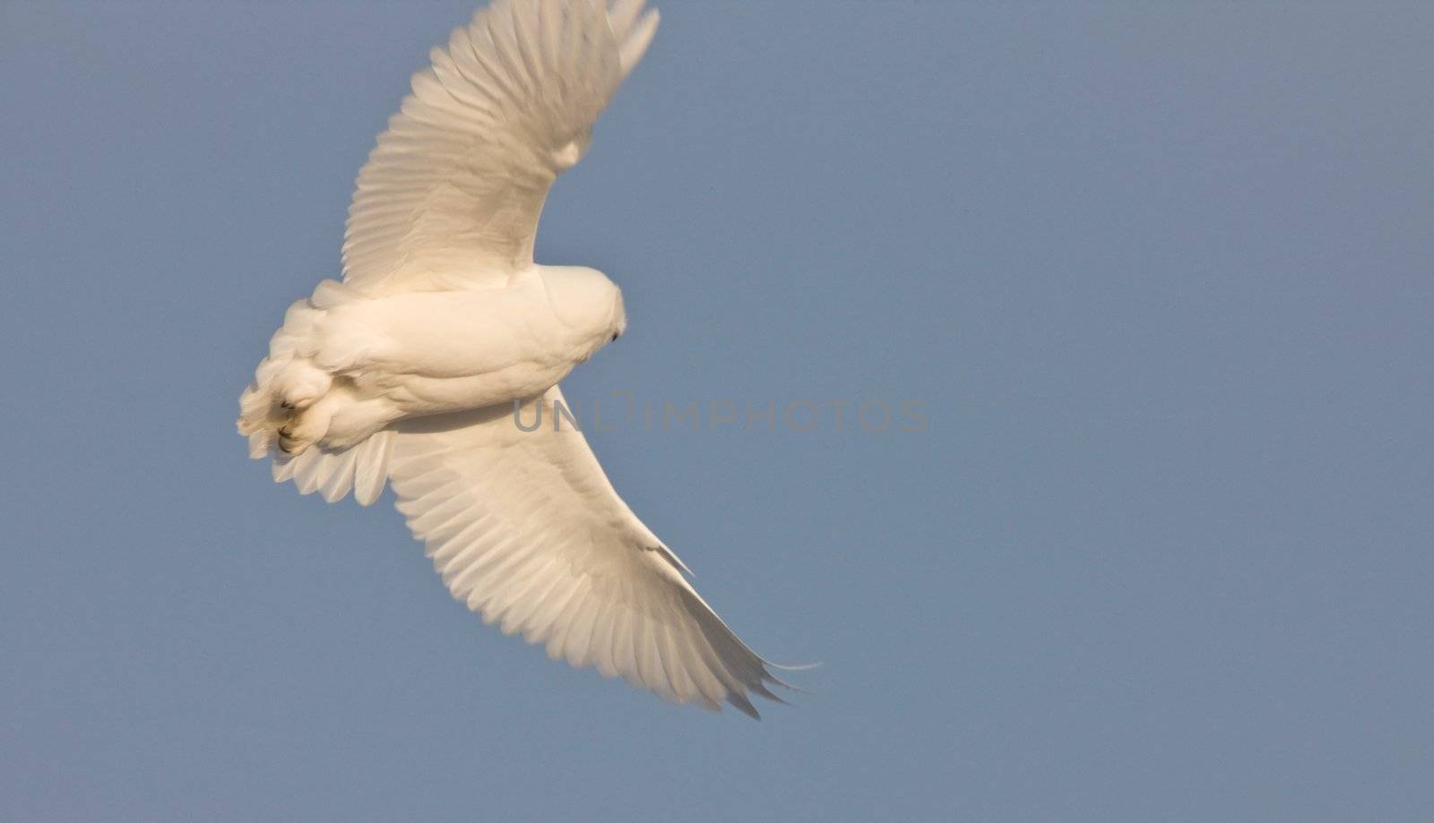 Snowy Owl Saskatchewan Canada in Flight by pictureguy