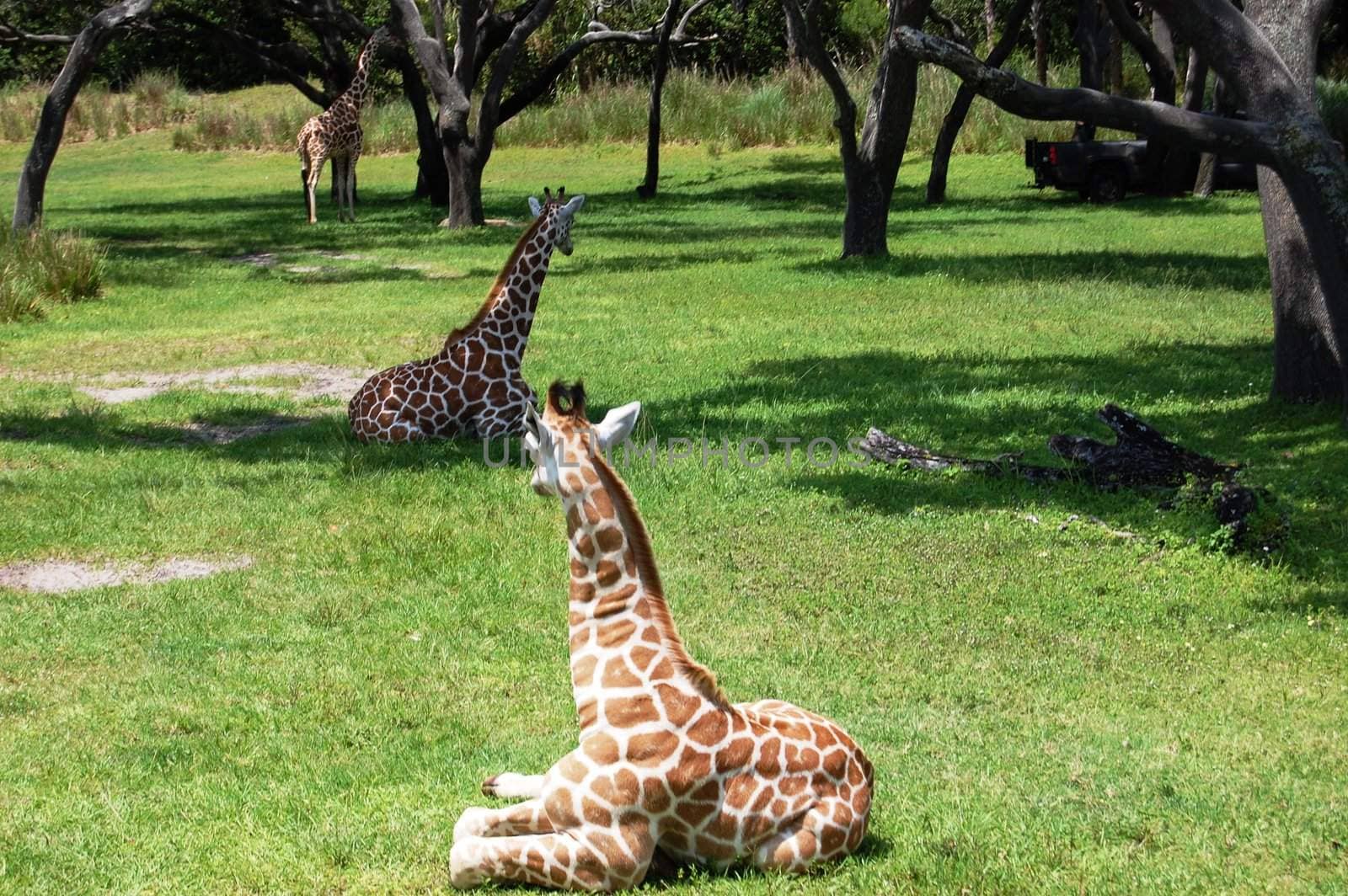 Giraffe - Three by RefocusPhoto