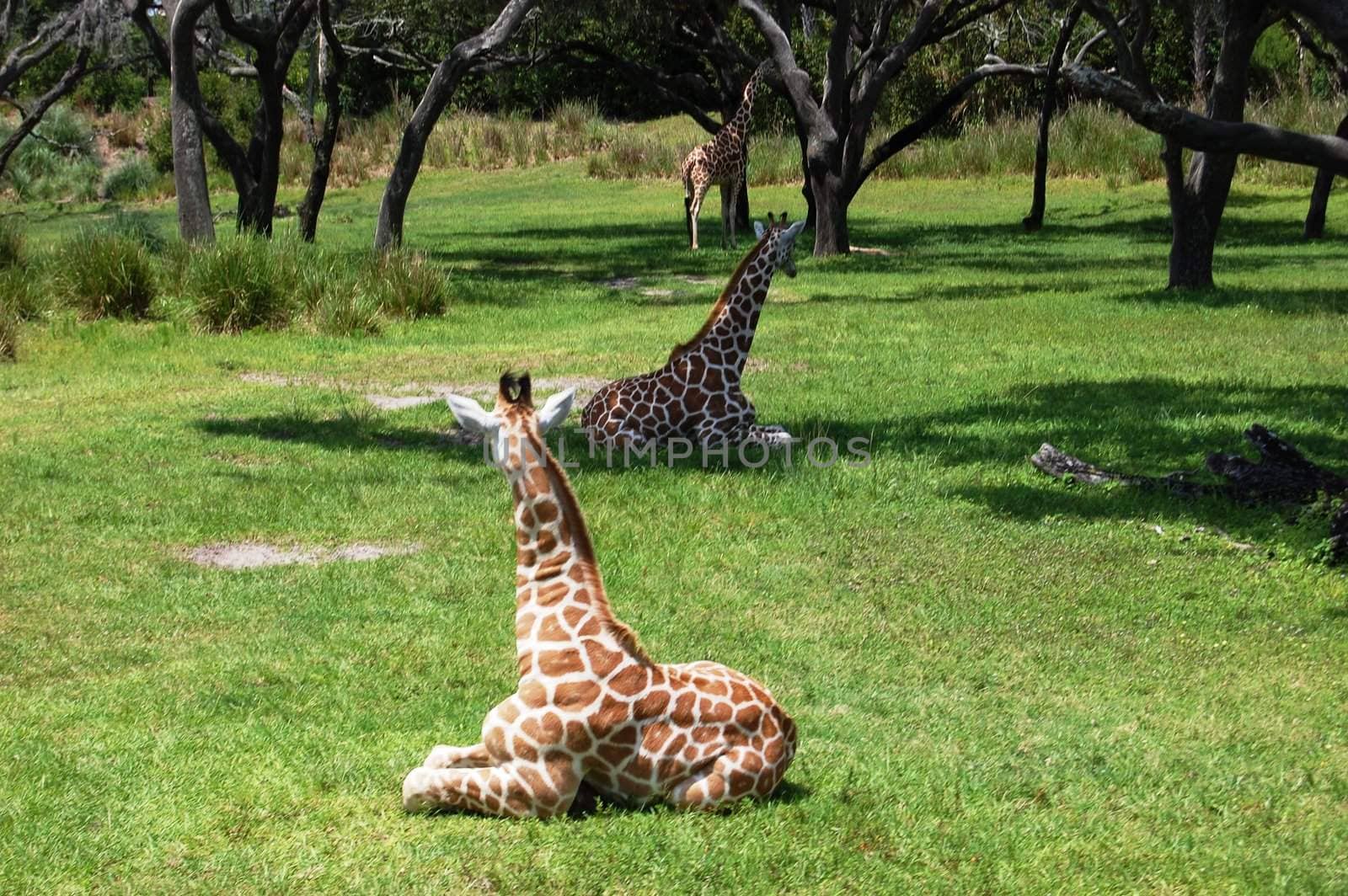 Giraffe - Three by RefocusPhoto