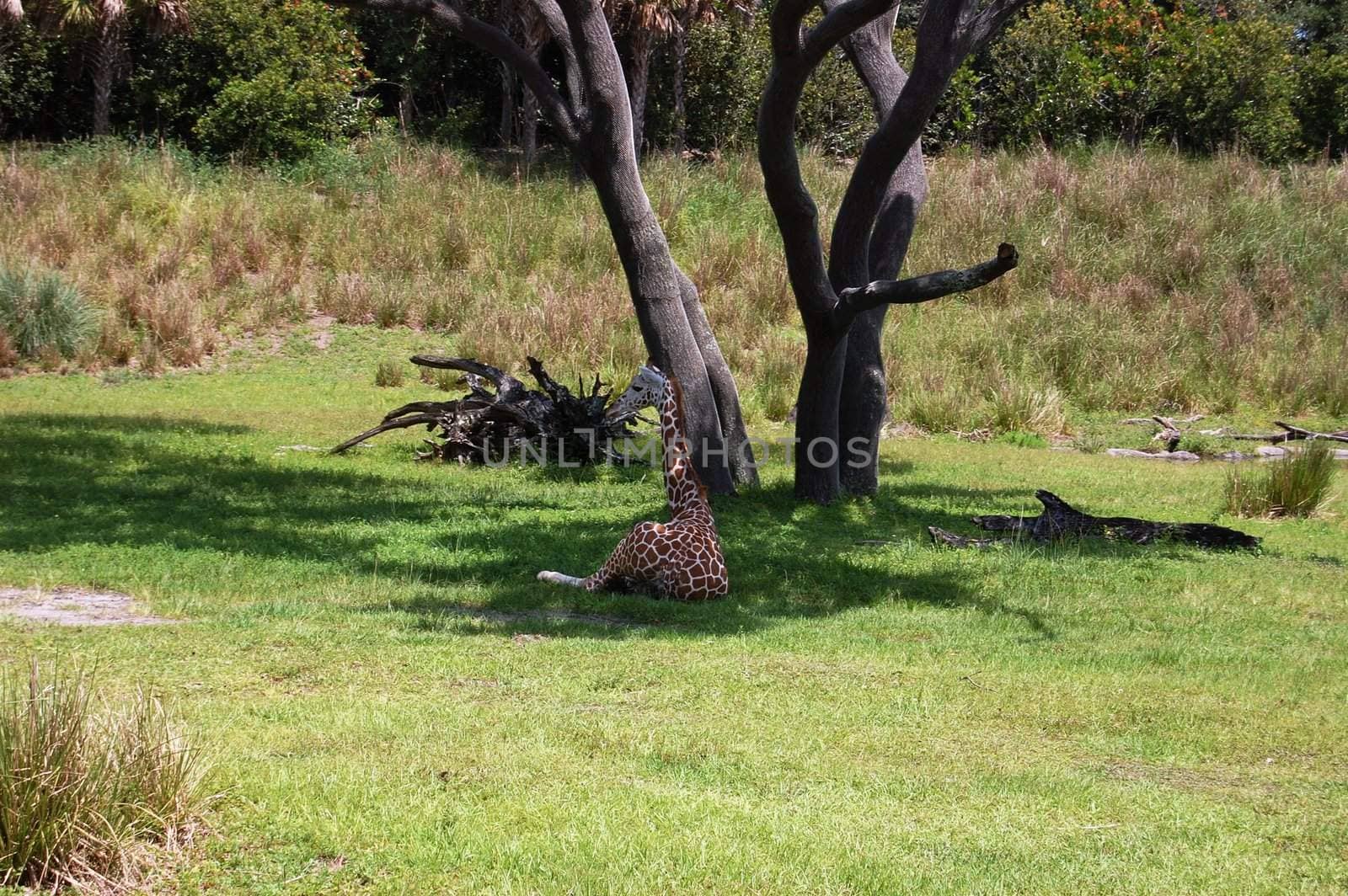 Giraffe Resting in shadow